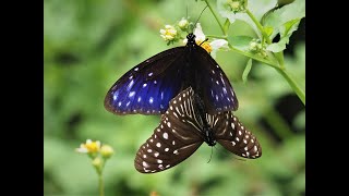 1090909東湖山區端紫斑蝶（Euploea mulciber）交配記錄