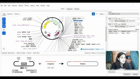 DESIGN YOUR OWN PLASMID USING SNAPGENE TOOL