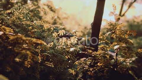 Fog in the Mysterious Rainforest | Motion Graphics - Envato elements