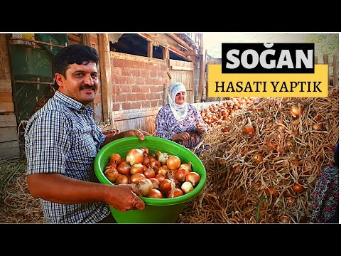 Video: Soğan Hasadı - Soğan Ne Zaman ve Nasıl Hasat Edilir