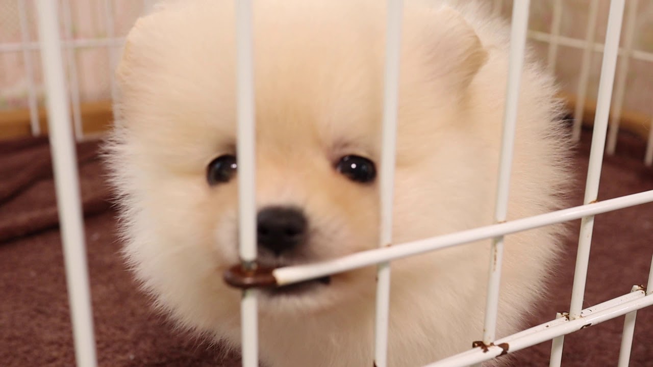 ポメラニアン クリーム 子犬 募集中 YouTube