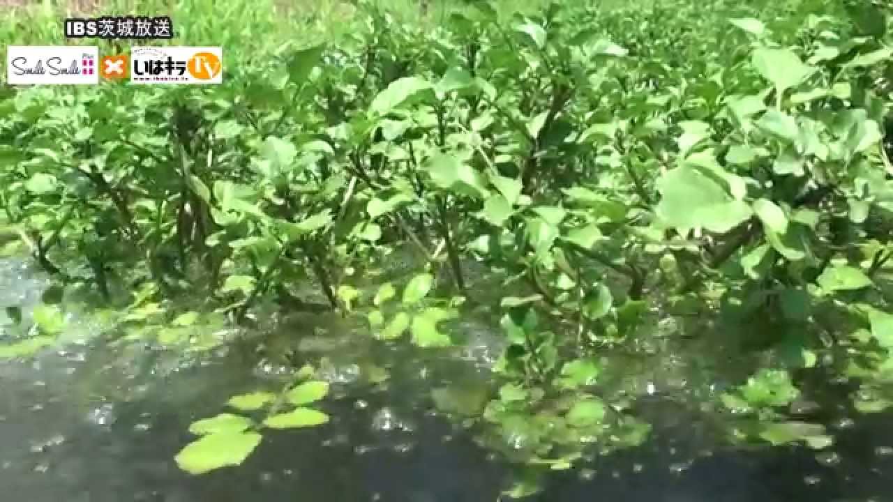 5月末まで　天然クレソン　20キロ目安　クール便　訳あり　湧き水育ち 5月末まで 天然クレソン 20キロ目安 クール便 訳あり 湧き水育ち