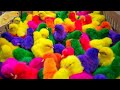 Ayam Lucu, ayam warna warni, ayam rainbow, kelinci lucu, bebek lucu, ikan koi, Hewan Lucu
