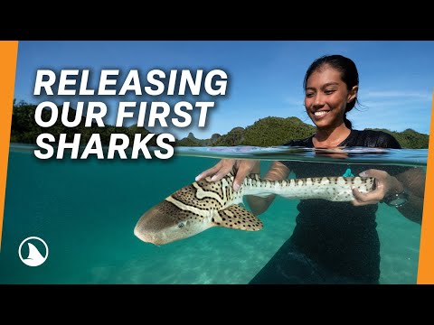 StAR Project - First Ever Shark Pup Release