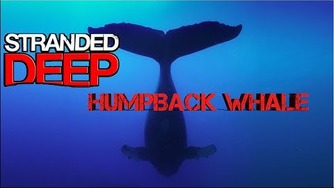 HUMPBACK WHALE STRANDED DEEP