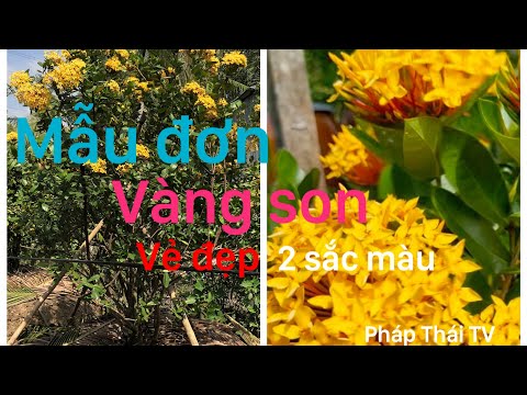 Vườn bông trang(mẫu đơn)vàng son,Mỹ đỏ,vàng pháp vô cùng đẹp.//