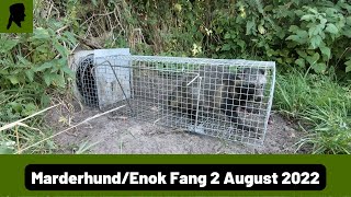 Marderhund in Krefelder-Fuchsfalle und Schlangen//Fallenjagd 2022//TrapperInfo