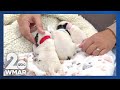 One of four newborn puppies die after being discovered abandoned in Belcamp