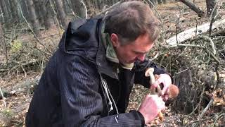 Черные подберёзовики - самый редкий гриб Украины.Собрал ведро за 20 минут