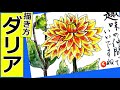 ダリアの花の描き方２｜ガーデニングの絵手紙イラスト│6月・7月・8月・9月・10月・11月・夏・秋の花