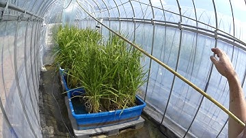 TGC (temperature gradient chamber)