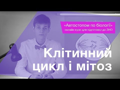 Клітинний цикл і мітоз – Підготовка до ЗНО – Біологія