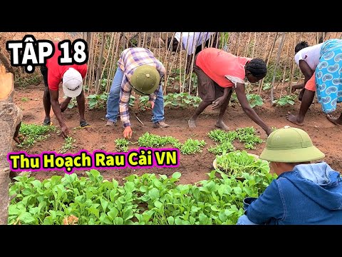 (Tập 18) Nông Nghiệp VIỆT NAM ở Châu Phi || Hưỡng Dẫn Thu Hoạch Rau Cải VIỆT NAM & Cách Nấu Rau Cải