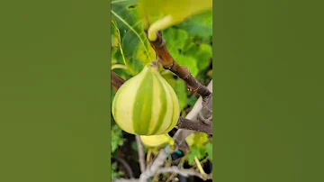 Beautiful stripes Tiger Panache Fig very Unique and rare fig tree tastiest sweetest figs abundance