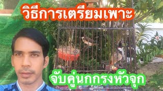 แชร์วิธีการเตรียมเพาะ | การจับคู่นกกรงหัวจุก เพื่อเข้ากรงเพาะเบื้องต้น (นกกรงหัวจุก) Ep.80