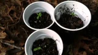 Outdoor Cannabis Plants 5 Days Old
