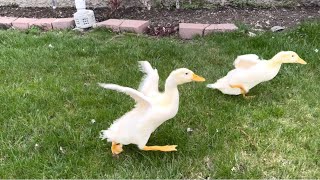 Episode 4: It was too windy for the Ducks…