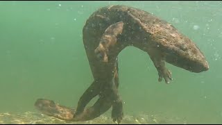 オオサンショウウオの野生の姿がスゴすぎ！！交雑してない（001