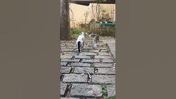 Thumbnail of Angry male cats challenge |Cats Fighting |