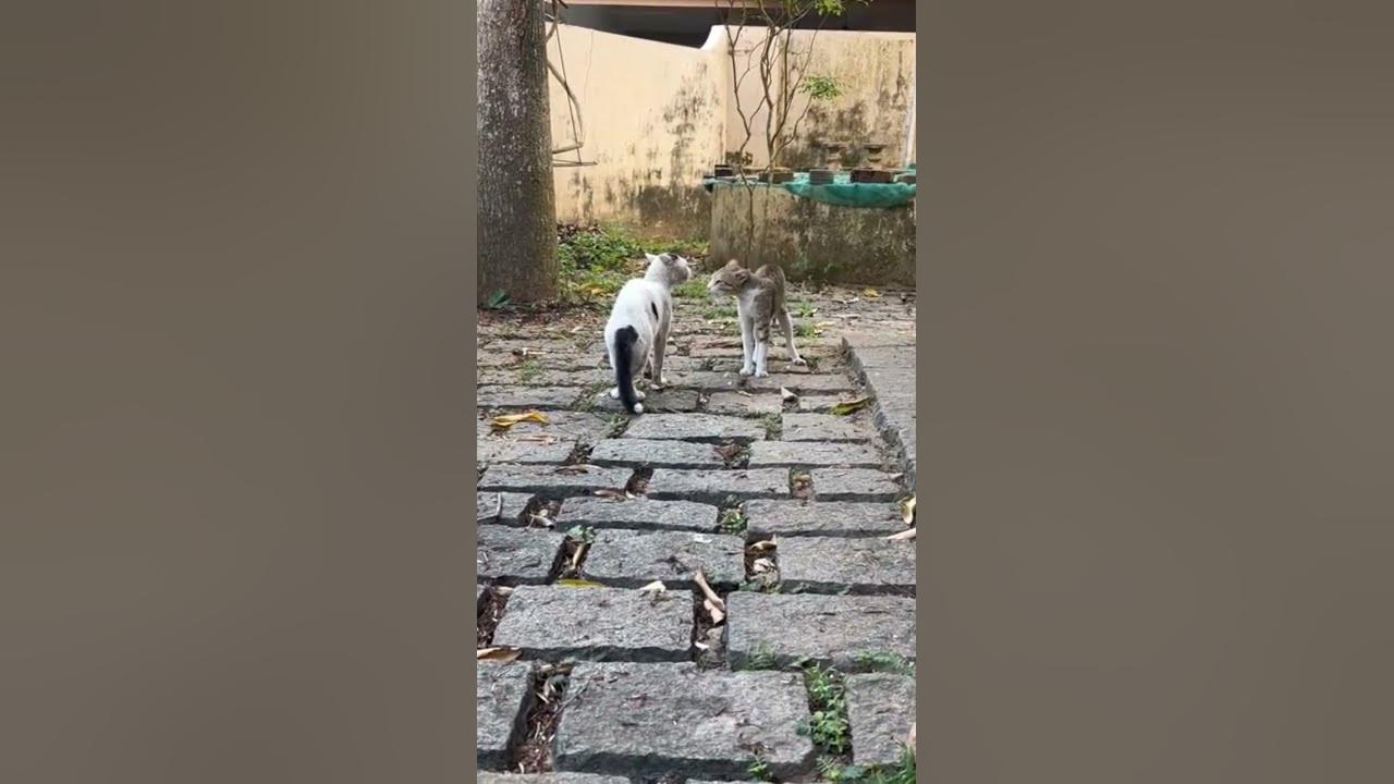 Angry male cats challenge |Cats Fighting |