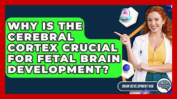 Why Is The Cerebral Cortex Crucial For Fetal Brain Development? - Brain Development Hub