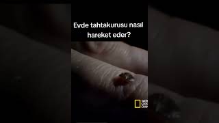 Tahta Kurusu Kesin Çözüm