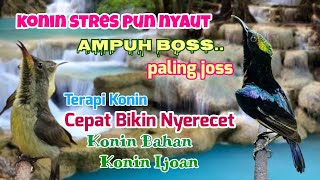 KONIN STRES AUTO NYAUT !! TERAPI CEPAT BIKIN NYERECET KONIN BAHAN & IJOAN