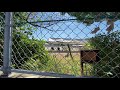 永犬丸中学校の運動会🏫