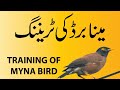 Myna bird first day training outside