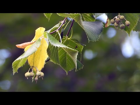 Magic Of The Linden Tree