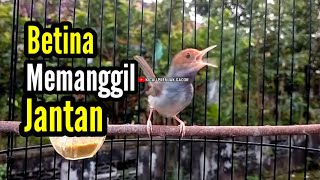 PRENJAK BETINA | Pancingan Prenjak Betina Gacor Istimewa Memanggil Prenjak Jantan Suara Jernih |