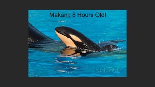 Memories: The Day Makani Was Born (Feb. 14, 2013) @LawoftheClaw