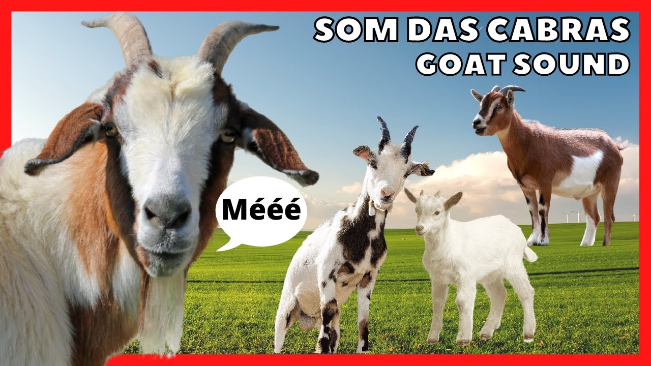 ? Звук козла ? | Кричащая коза | Козий звук | кричащая
