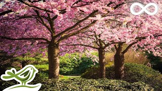 Beautiful Relaxing Music • Romantic Japanese Music for Relaxation screenshot 2