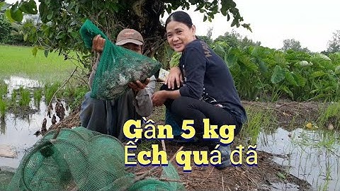 Vợ Chồng Miền Tây Bẫy Ếch Ngày Mưa Bão Kết Quả Một Túi Luôn #sănbắtchâuđốc