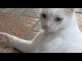 Covid-19 Quarantined Khao Manee Cat の動画、YouTube動画。