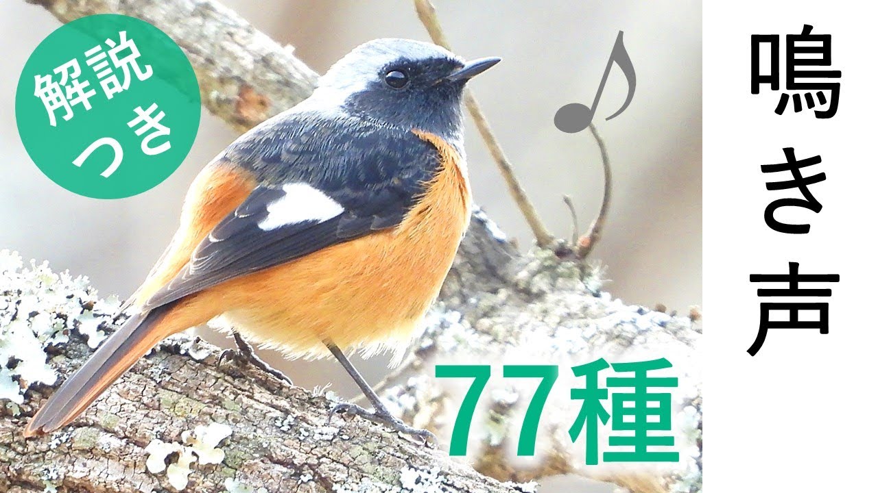 Sub Singing Birds 47 Species In Japan Species Names Are Shown In The Subtitles Video For Cat Youtube