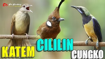 MASTERAN SANG JUARA CUCAK CUNGKO - CILILIN - KAPAS TEMBAK