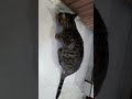 #viral cute cat Aaj Subah Subah Billi ko dudh Pilaya