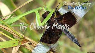 The Beginners Guide To The Chinese Mantis