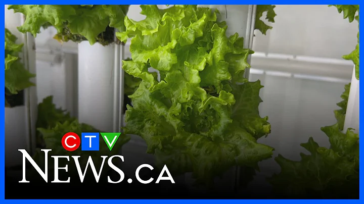 Lettuce grows year-round at this indoor N.S. farm