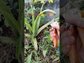 pruning time 🤗🍁🌼🥀🍂 #flowers #nature #love #trending #ytshorts
