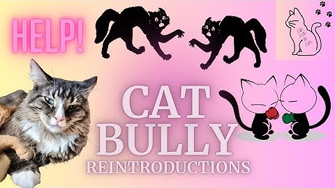 Cat Bully Reintroductions | Site Swapping Progress| Cat Video Series -5