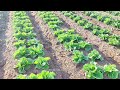 Visita Virtual ADAMAexperience Ensayo SONAVIO® en cultivos de lechuga 📍Lorca 2025