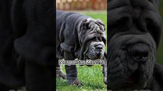 The Most Dangerous Dog Breed In The World: Neapolitan Mastiff #dogs #shorts #mastiff