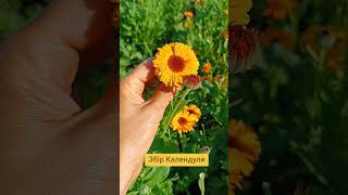 Календула, рослина для створення свічок, цілющого чаю, духовних практик.Травник, духовність, трави
