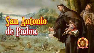 San Antonio de Padua el Doctor Evangélico, Martillo contra los Herejes