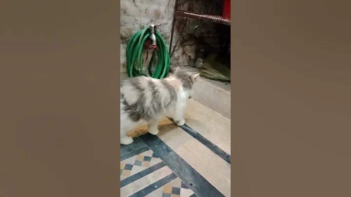 Watch the video about Persian Calico female cat for sale in gujranwala 🐈 #persiancatgujranwala #catlover #shorts