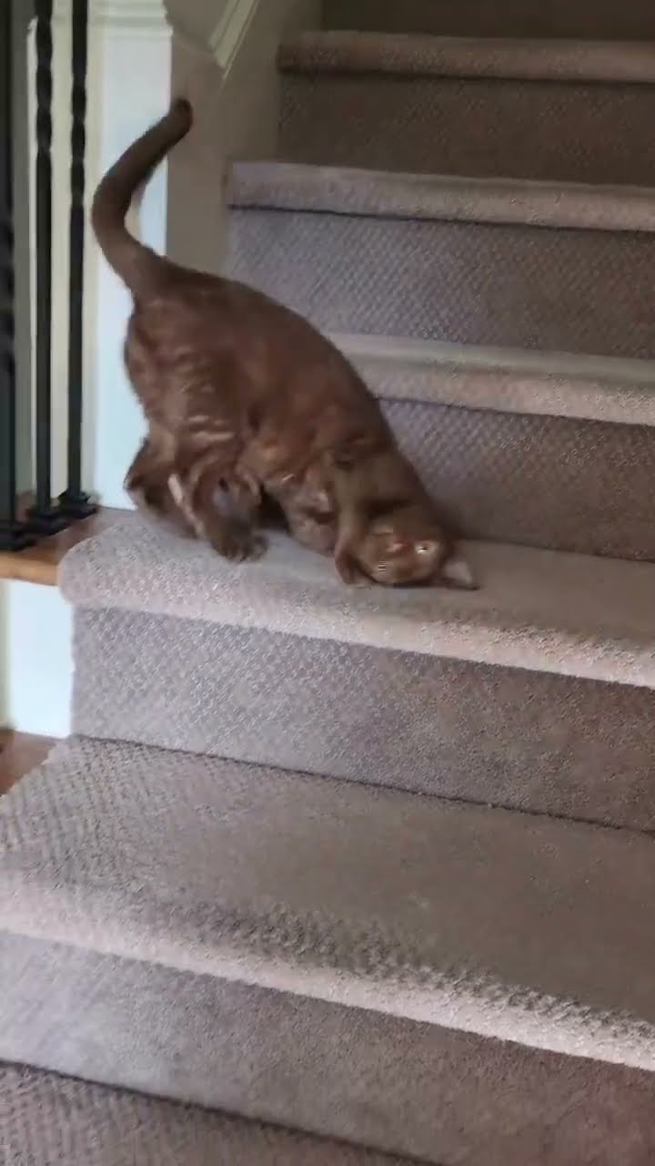 Funny  cats