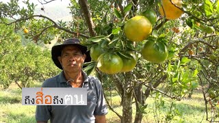 รายการถึงสื่อถึงคน ตอน สวนส้มไร้สารพิษ ลุงเยา-นา บุดดายุ(ตอน๑)//สามอาชีพฯ